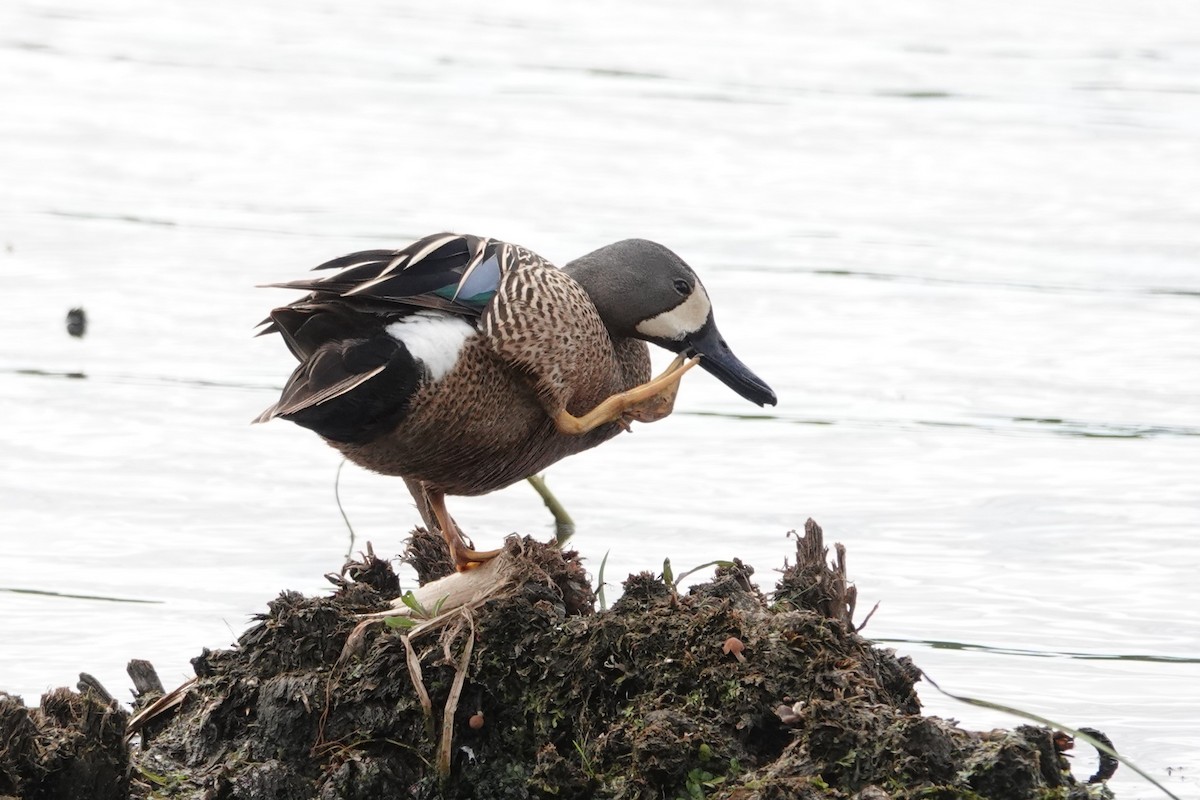 Blauflügelente - ML620538704