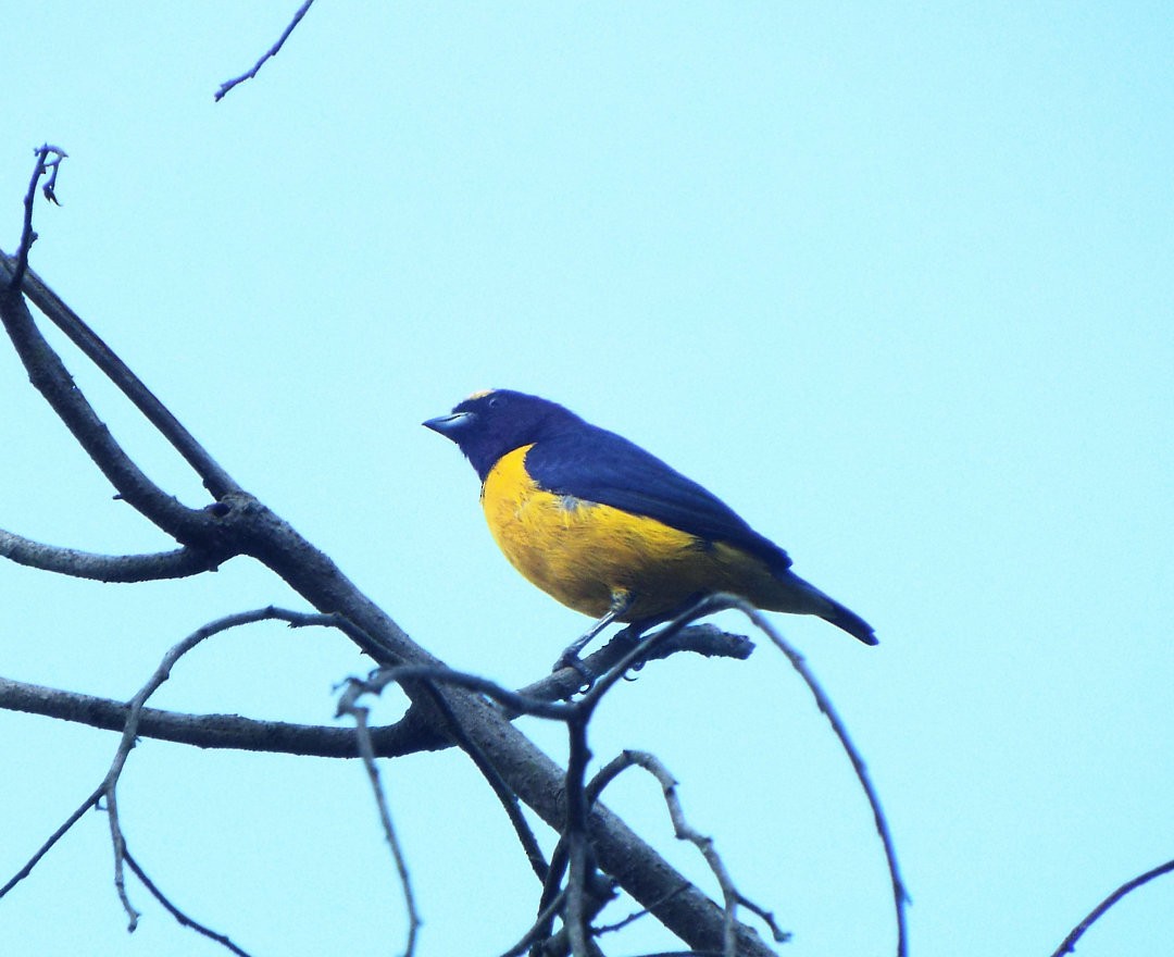 Purple-throated Euphonia - Henrique Heidi Horiyshi