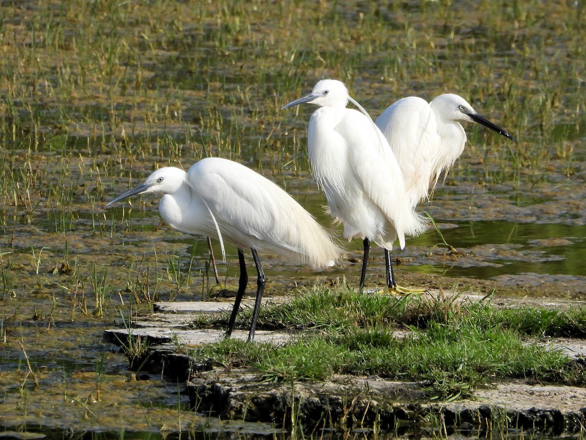 Хурган дэглий - ML620538706