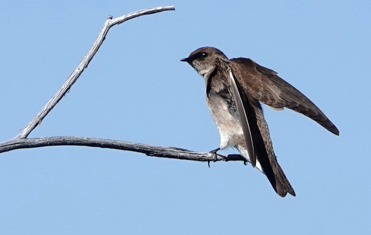 Hirondelle à ailes hérissées - ML620538709