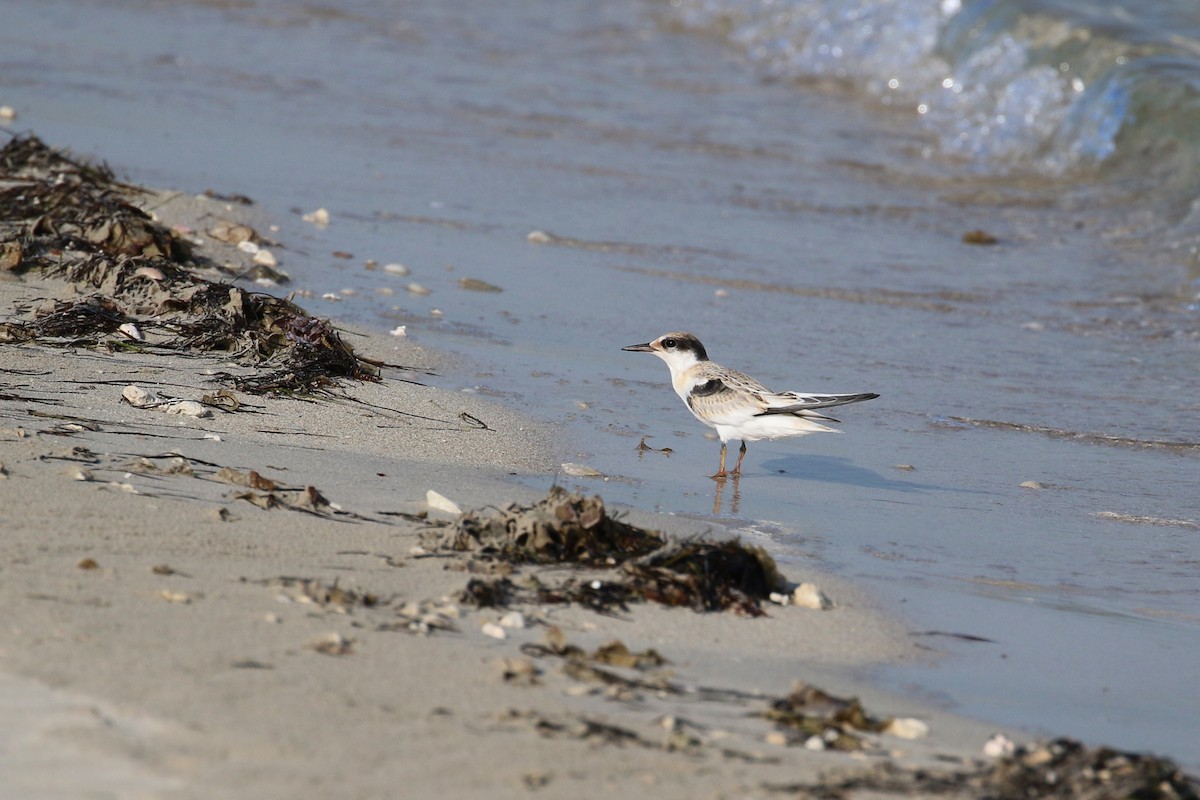 Saunders's Tern - ML620538717