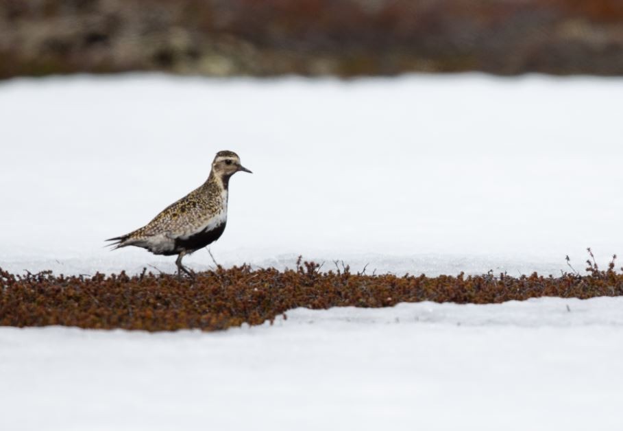 European Golden-Plover - ML620538727