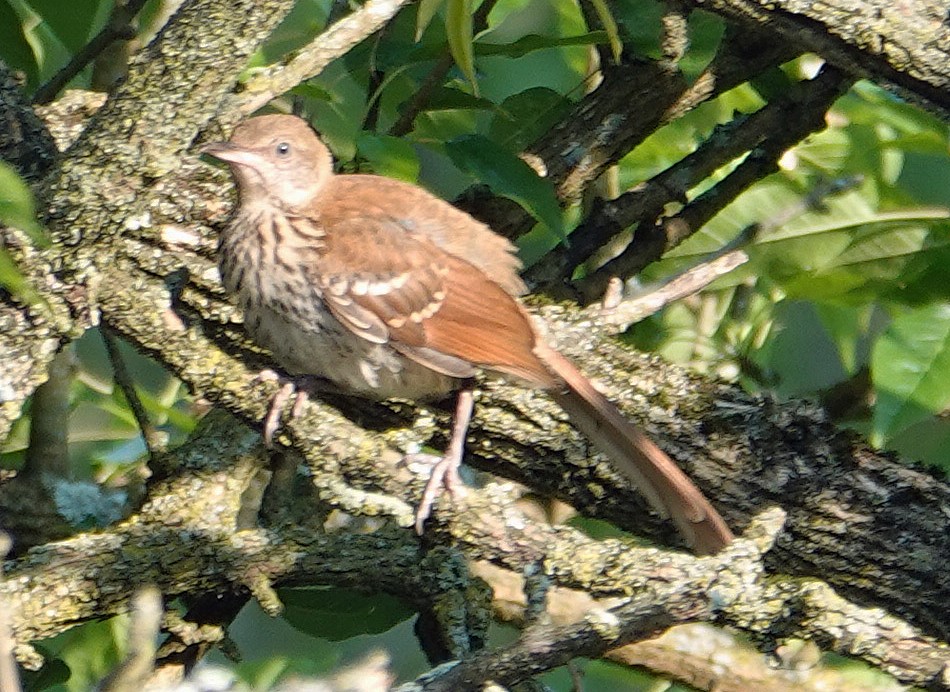 Brown Thrasher - ML620538728