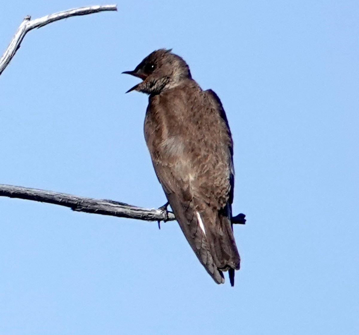 Northern Rough-winged Swallow - ML620538730