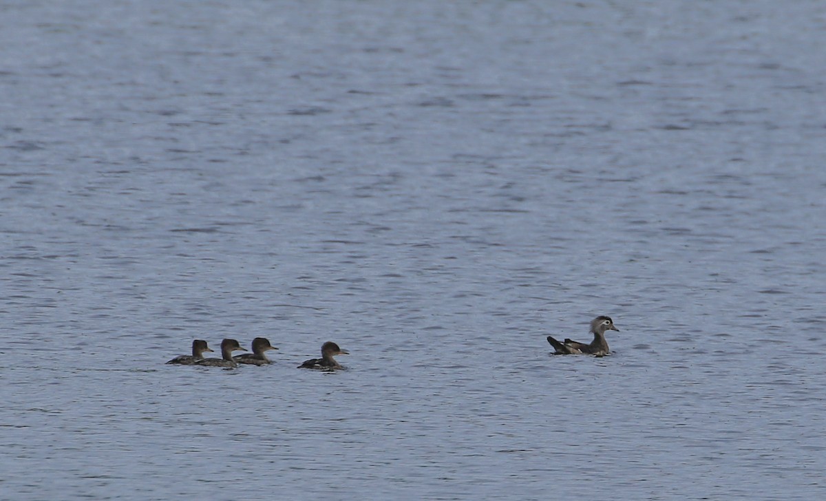 Wood Duck - ML620538732