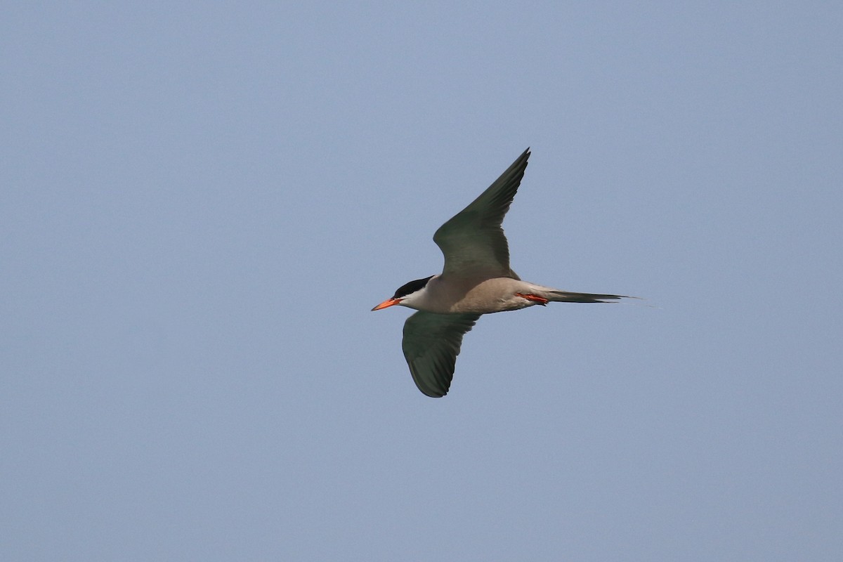 White-cheeked Tern - ML620538735