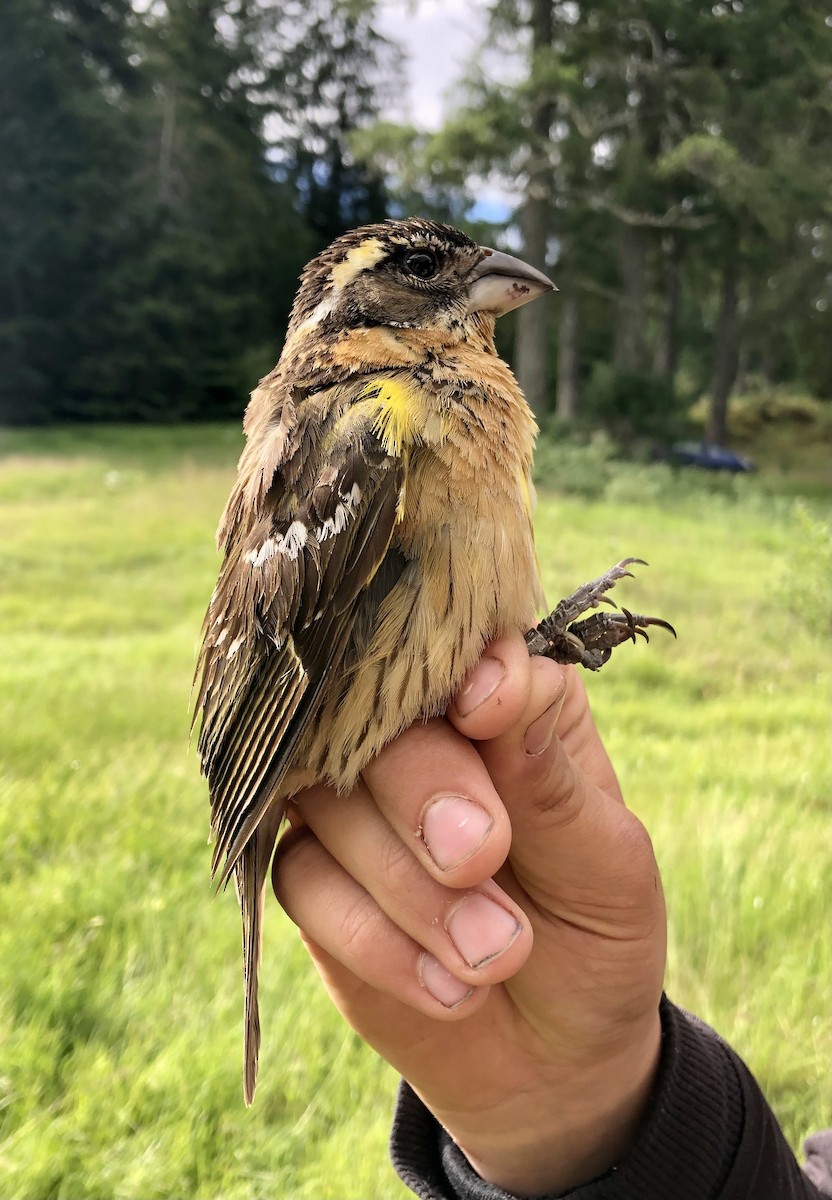 Black-headed Grosbeak - Jannaca Chick