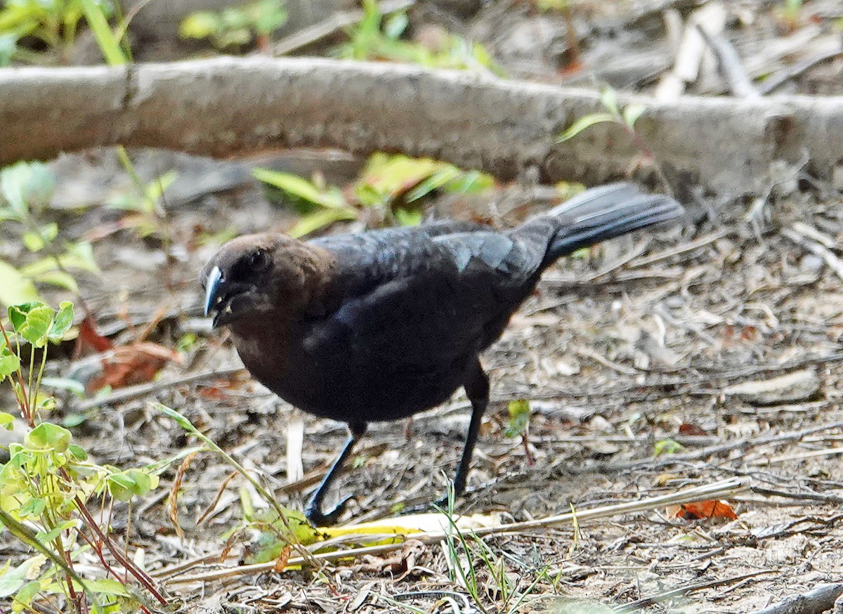 Brown-headed Cowbird - ML620538743