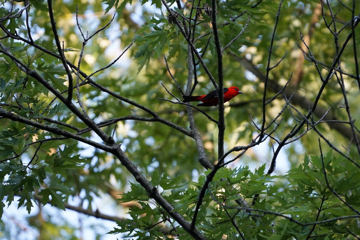 Scarlet Tanager - ML620538746