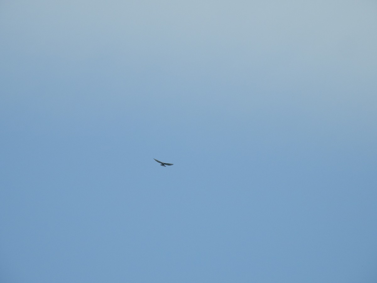 Broad-winged Hawk - ML620538758