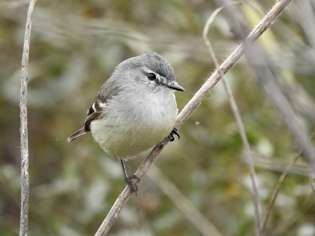 White-crested Tyrannulet - ML620538759