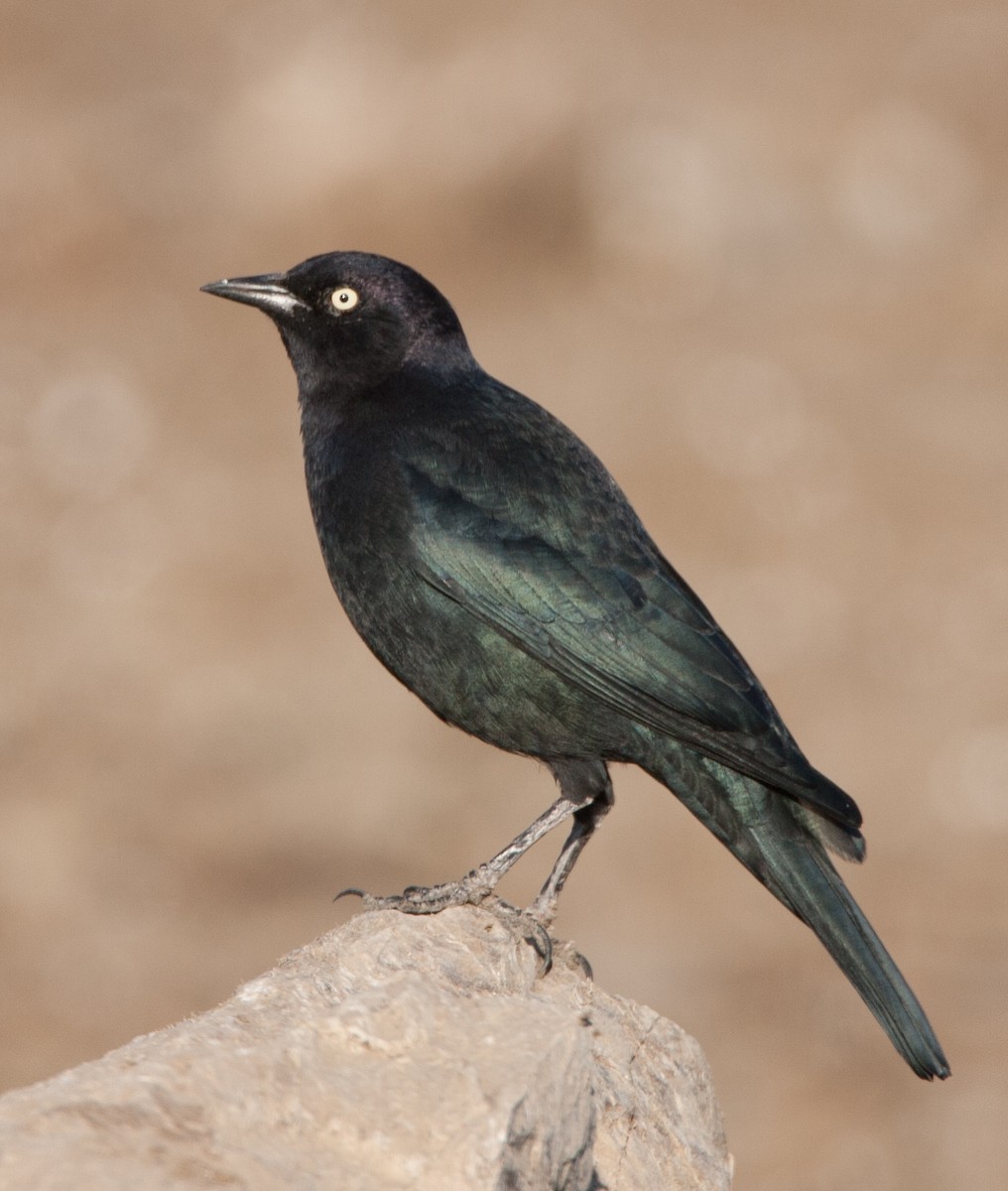 Brewer's Blackbird - ML620538764