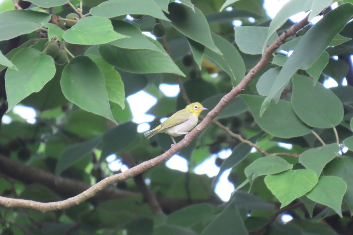 Swinhoe's White-eye - ML620538769