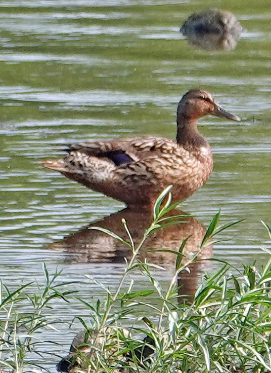 Canard colvert - ML620538775