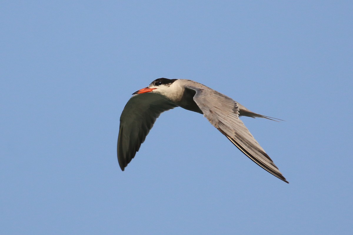 White-cheeked Tern - ML620538776