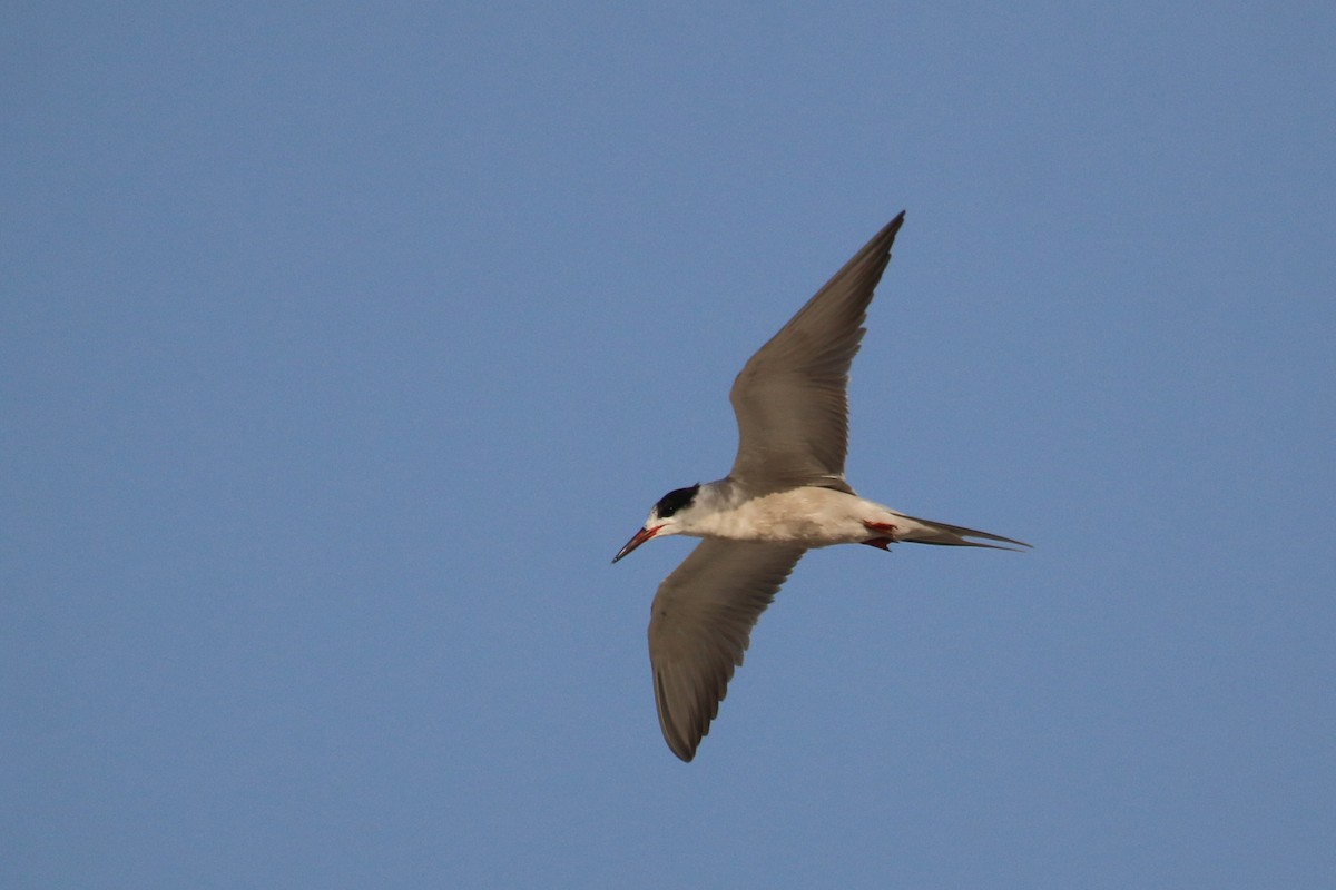 White-cheeked Tern - ML620538777