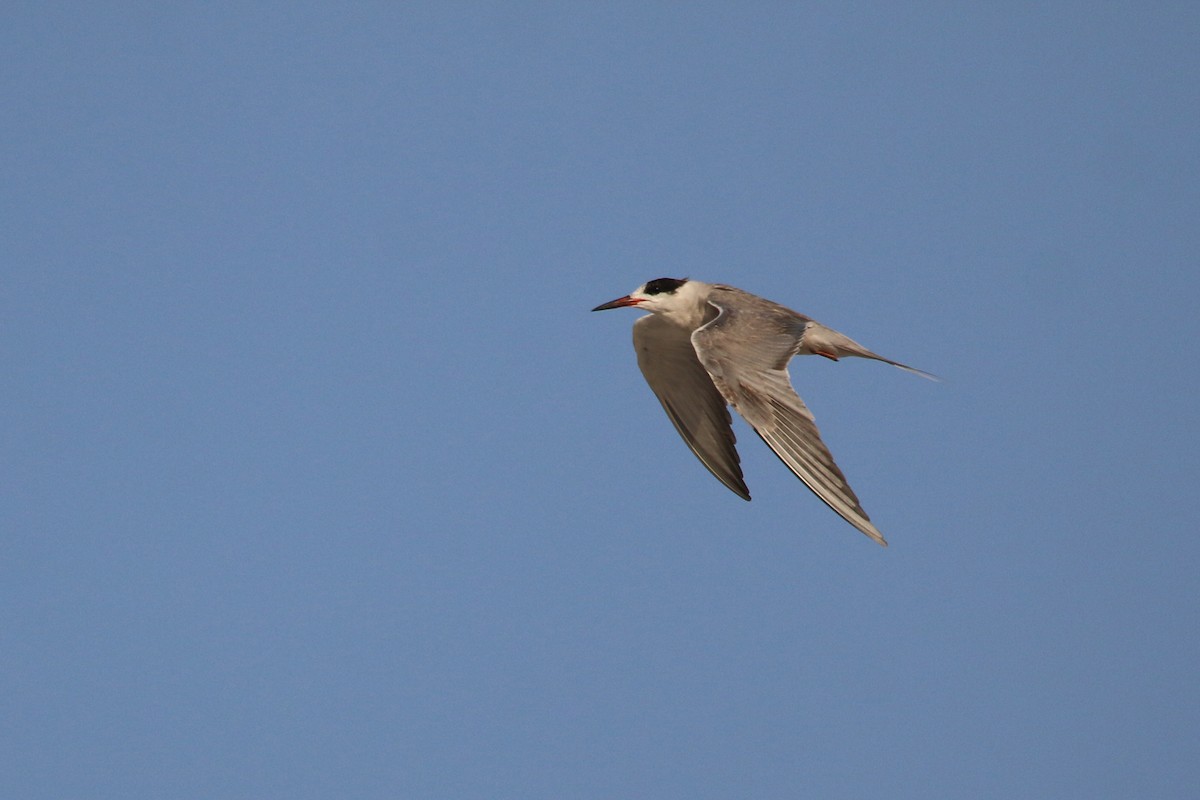 White-cheeked Tern - ML620538778