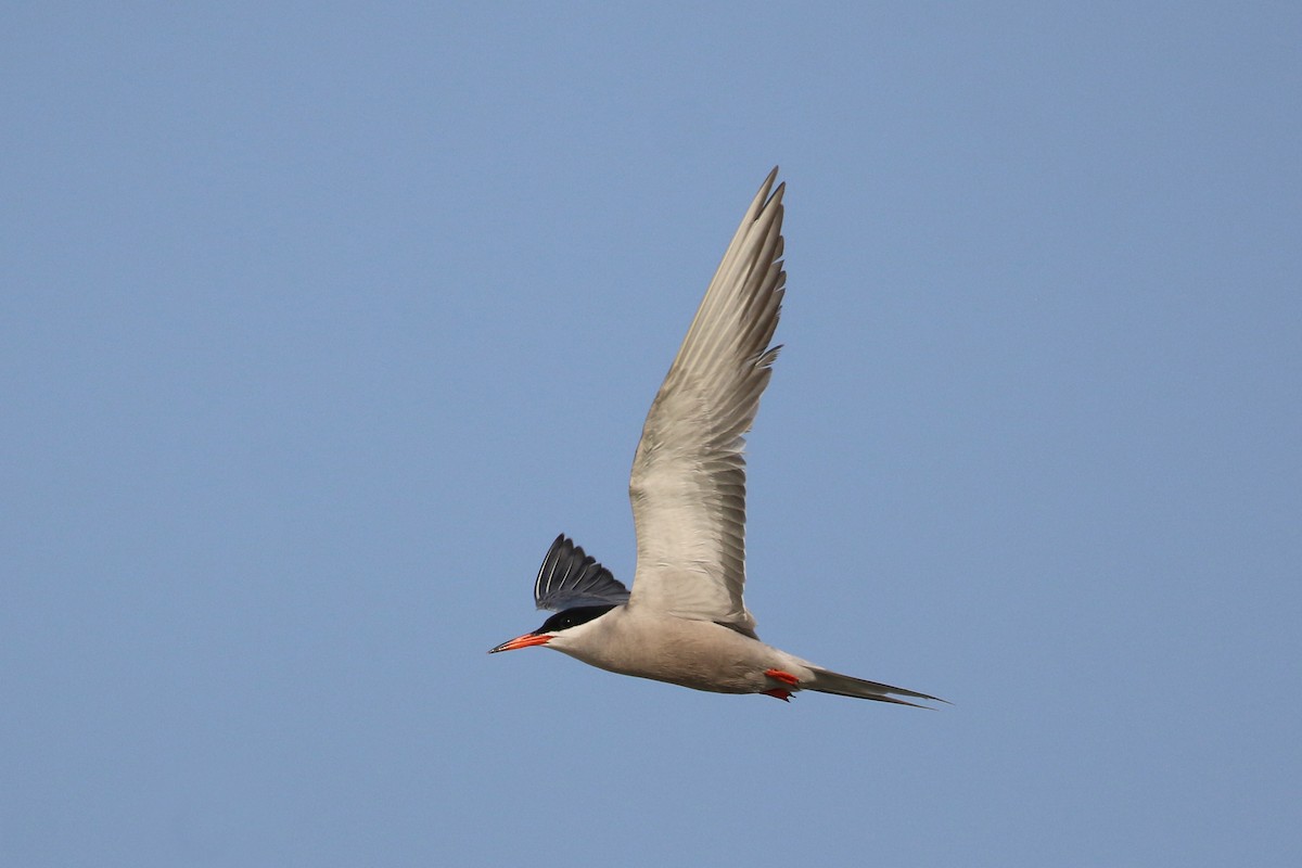 White-cheeked Tern - ML620538782