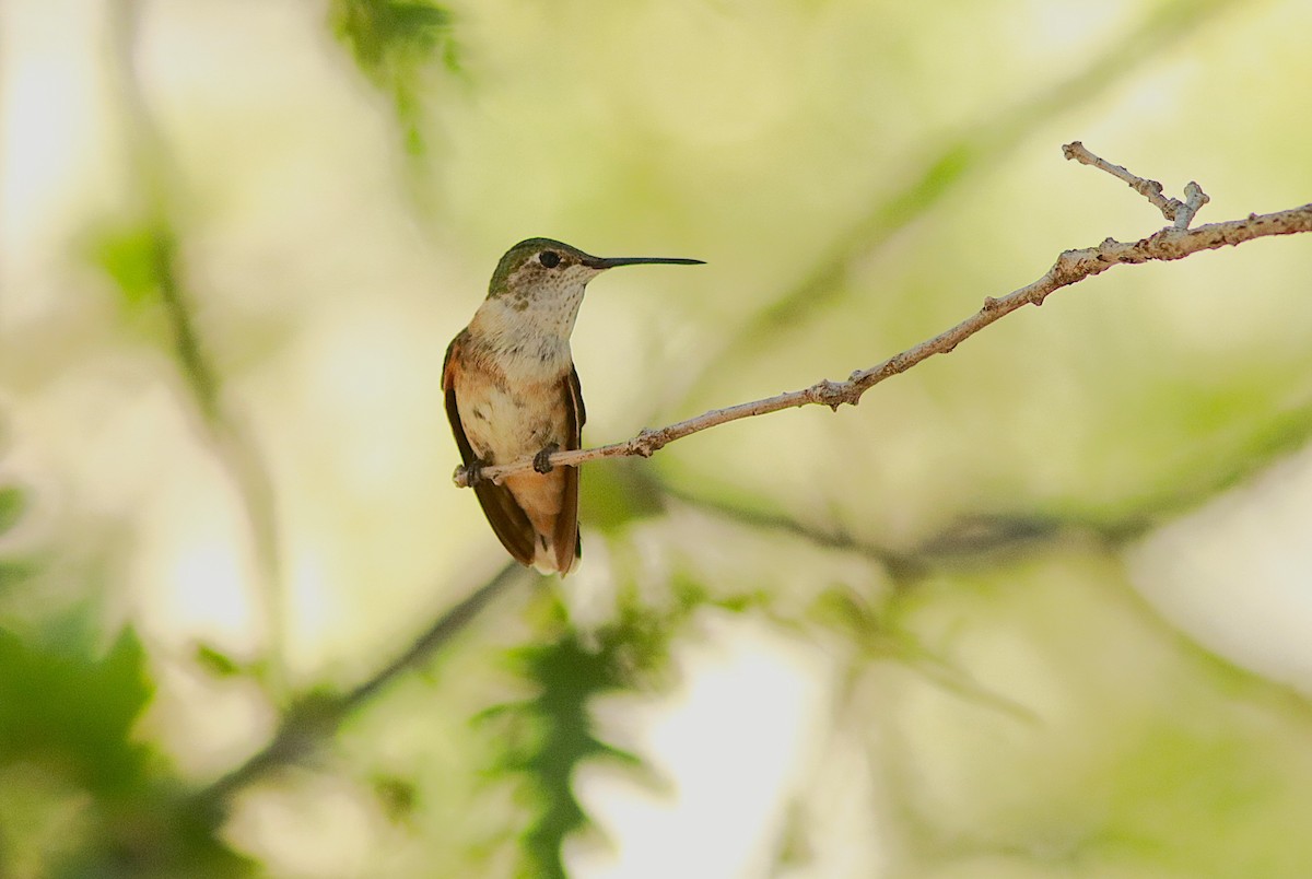 Colibrí Coliancho - ML620538783