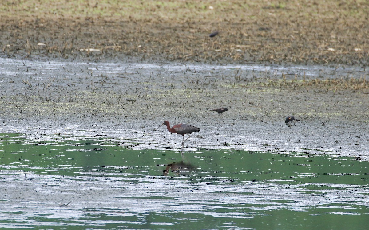 ibis hnědý - ML620538796