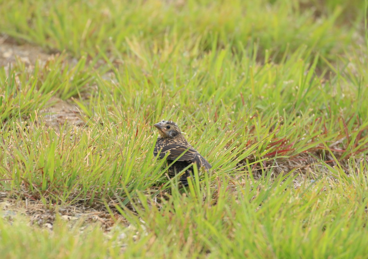 Red-winged Blackbird - ML620538806