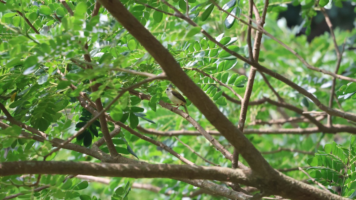 Common Tailorbird - ML620538807