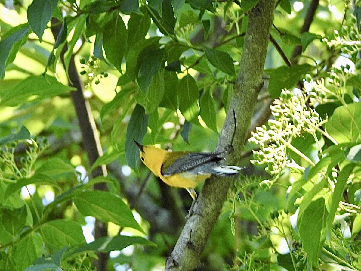 Prothonotary Warbler - ML620538810