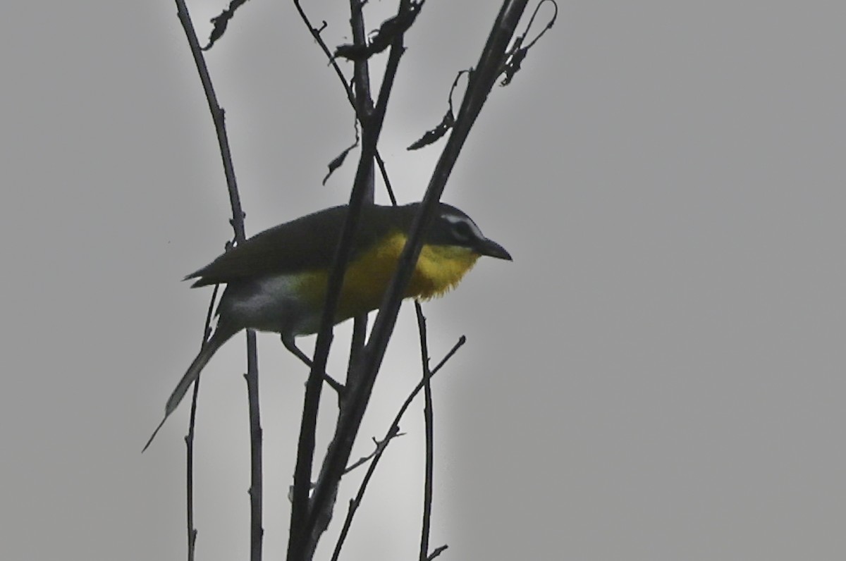 Yellow-breasted Chat - ML620538829