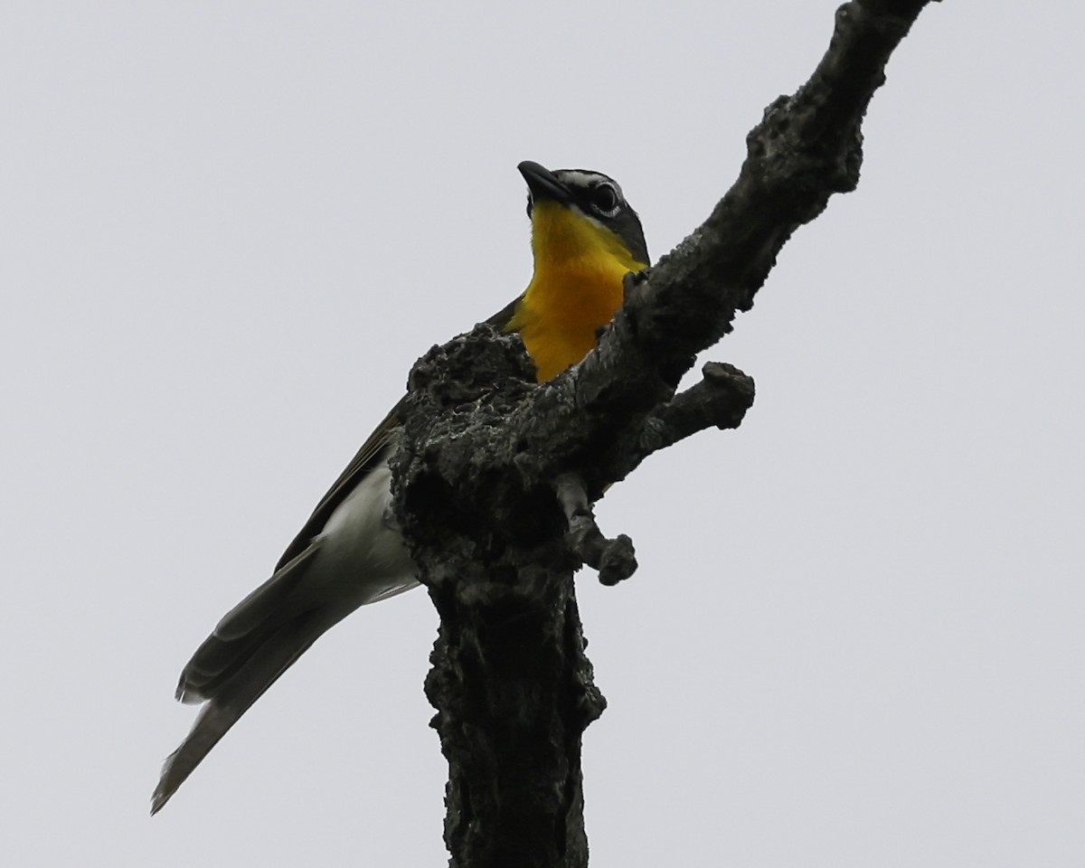 Yellow-breasted Chat - ML620538830