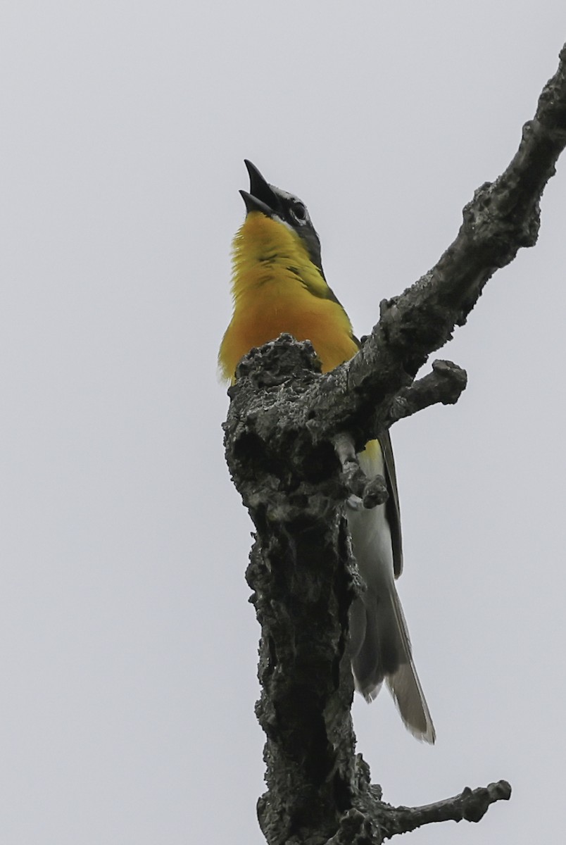 Yellow-breasted Chat - ML620538831