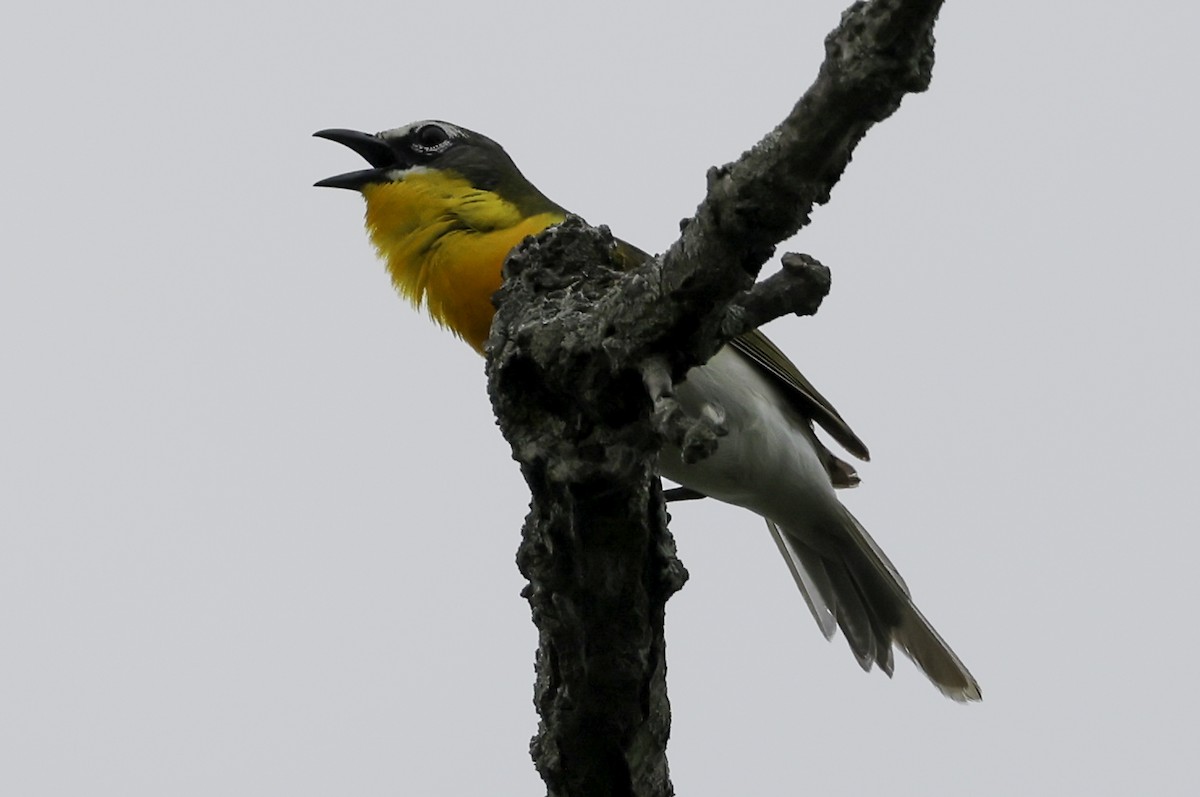 Yellow-breasted Chat - ML620538832