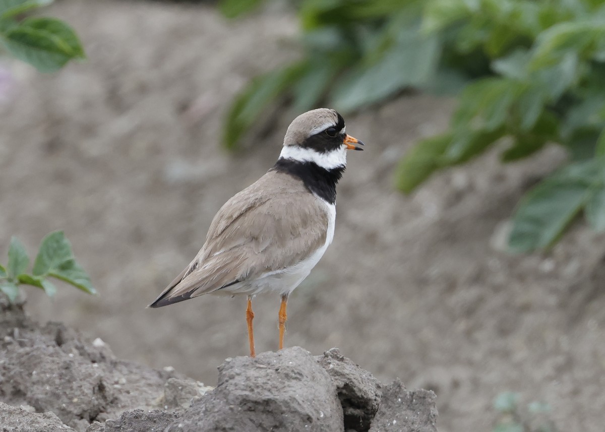 Common Ringed Plover - ML620538849