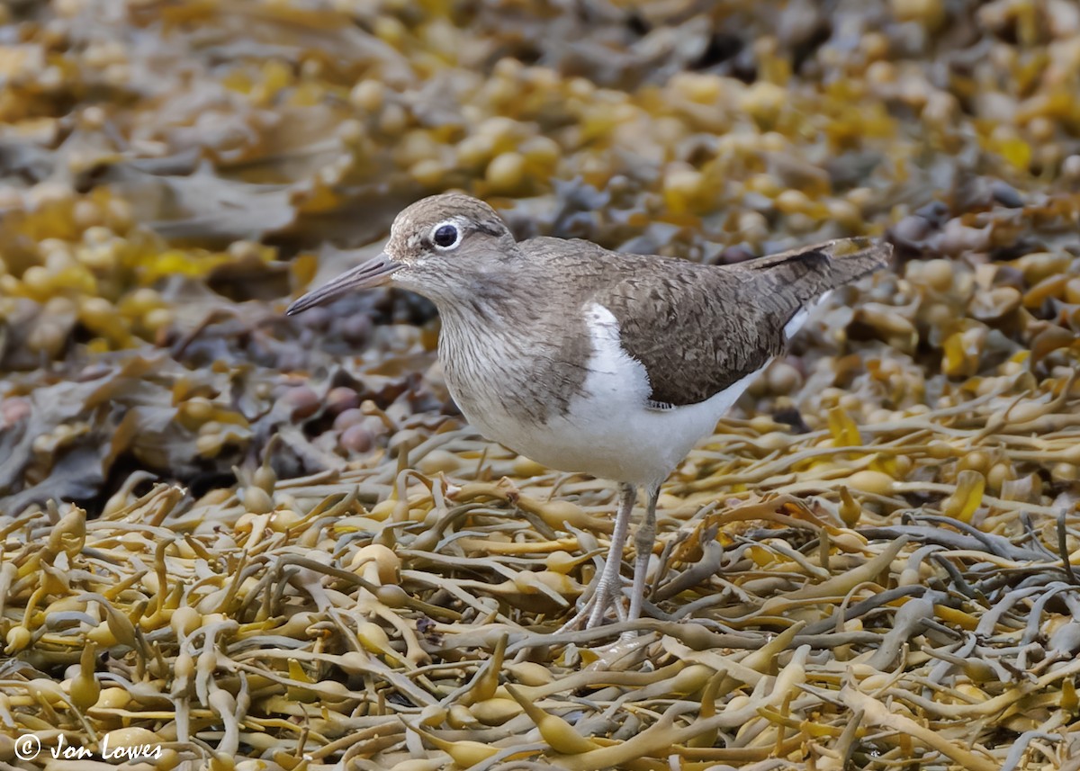 strandsnipe - ML620538852