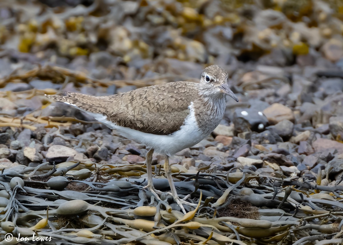 strandsnipe - ML620538857