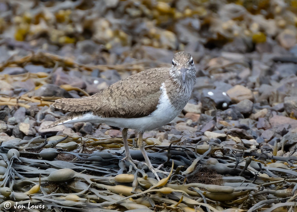 strandsnipe - ML620538858