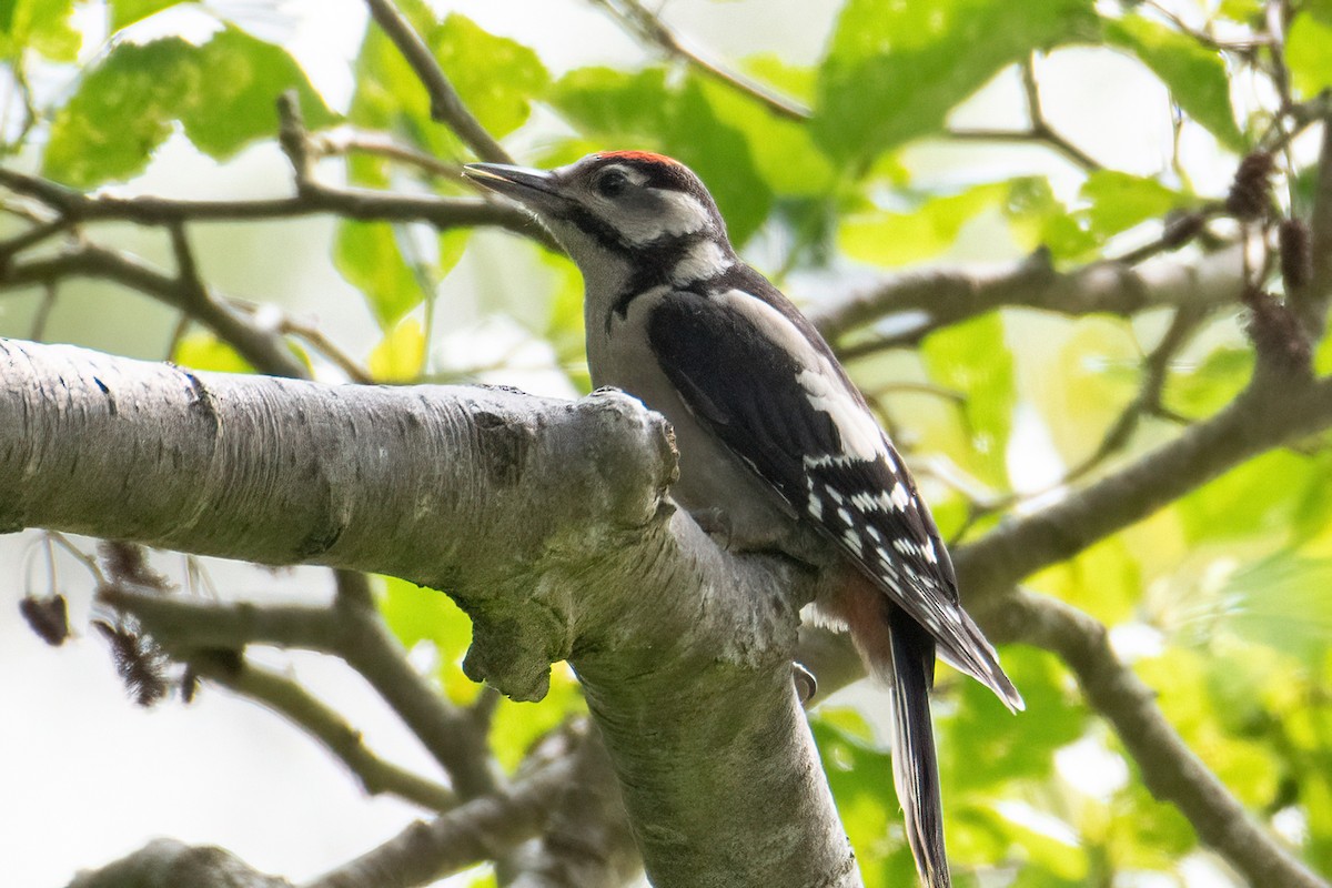 Great Spotted Woodpecker - ML620538869