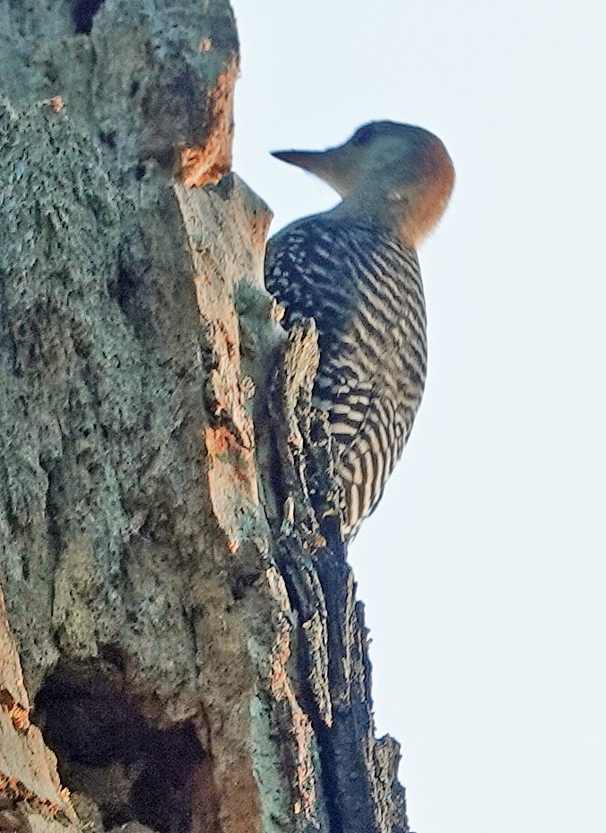 Red-bellied Woodpecker - William Parkin