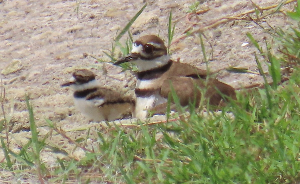 Killdeer - ML620538875