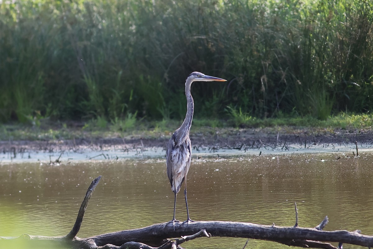 Great Blue Heron - John Mercer