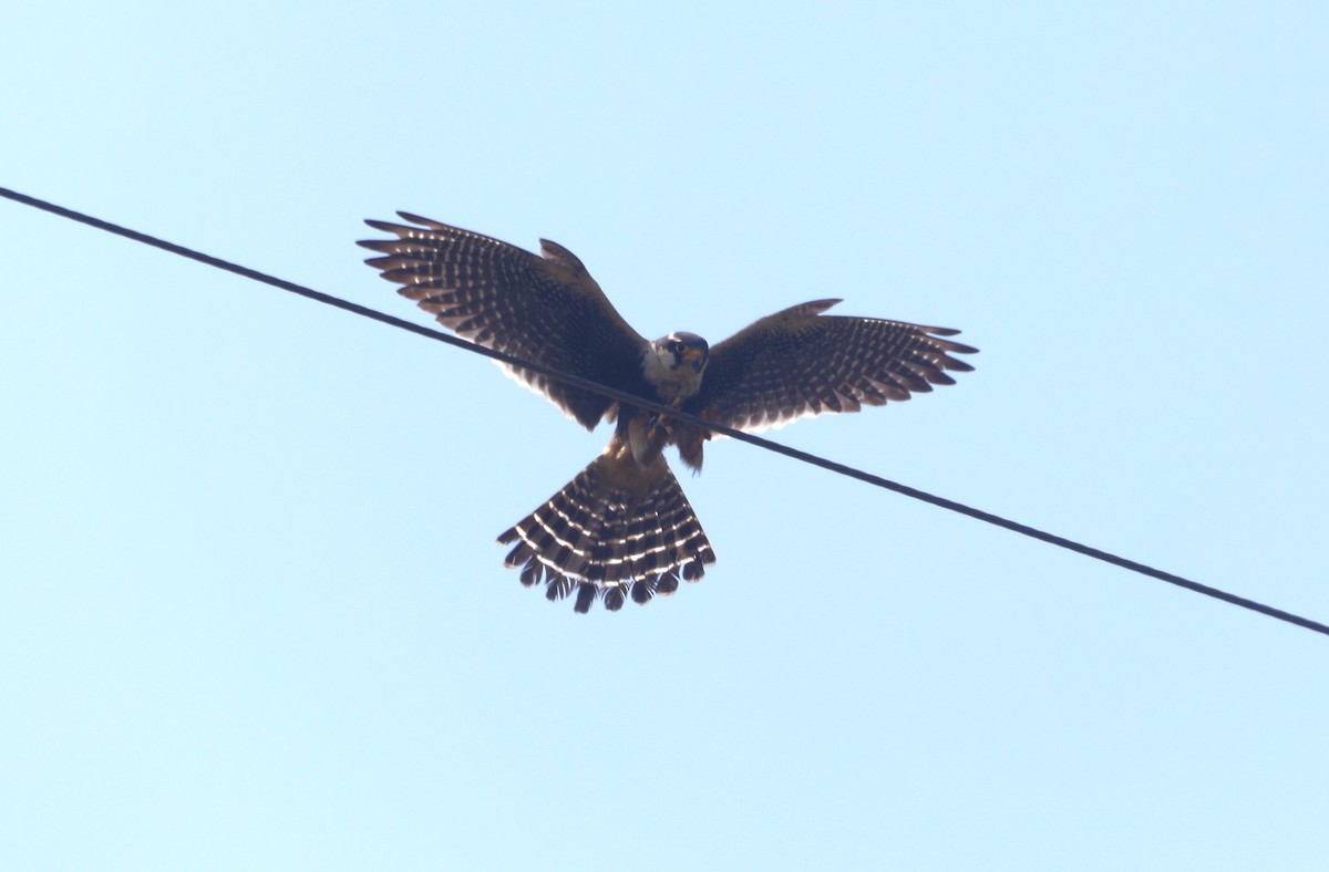 Aplomado Falcon - "Chia" Cory Chiappone ⚡️