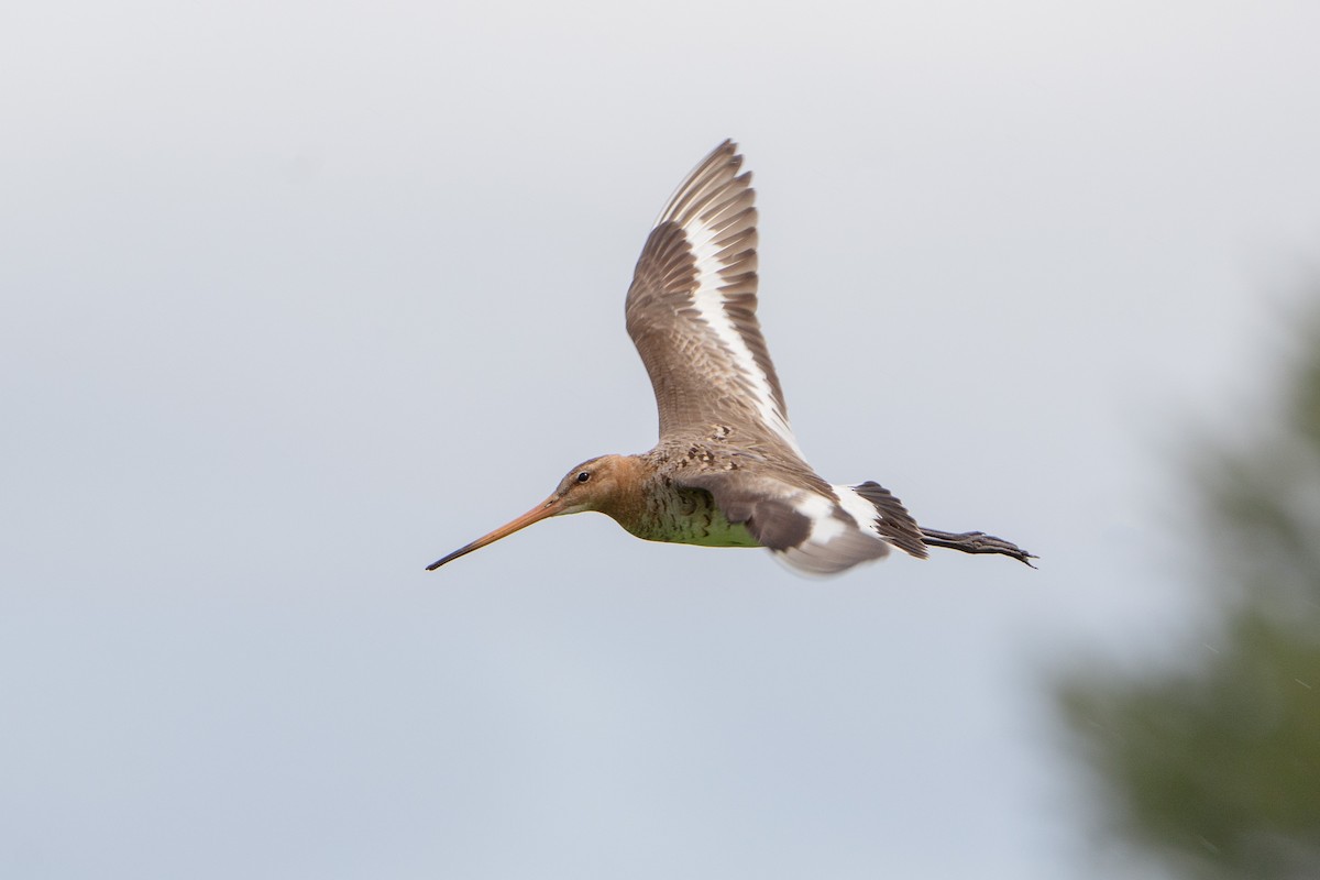 Black-tailed Godwit - ML620538907