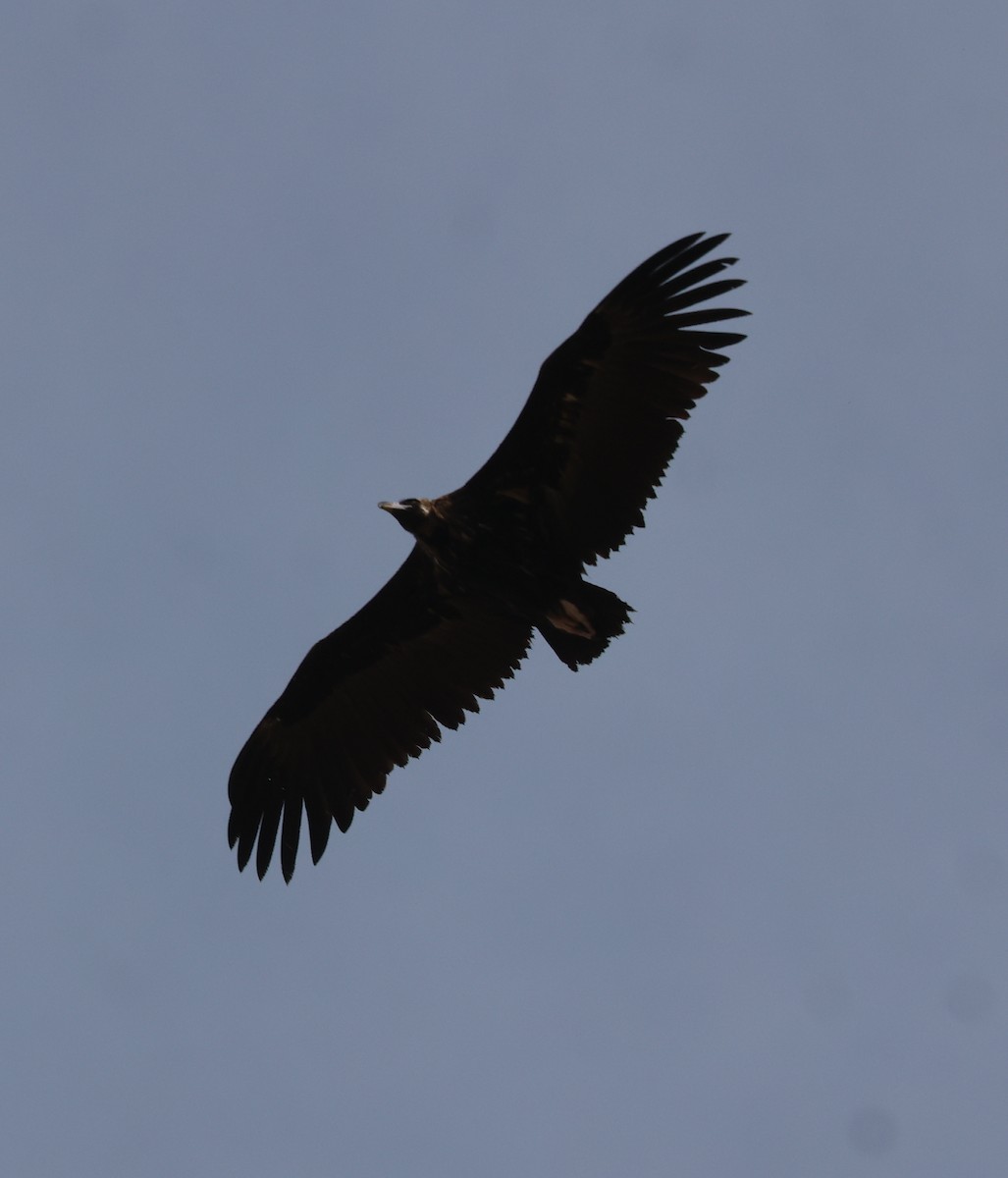 Cinereous Vulture - ML620538910