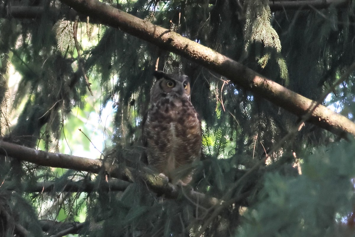 Great Horned Owl - ML620538913