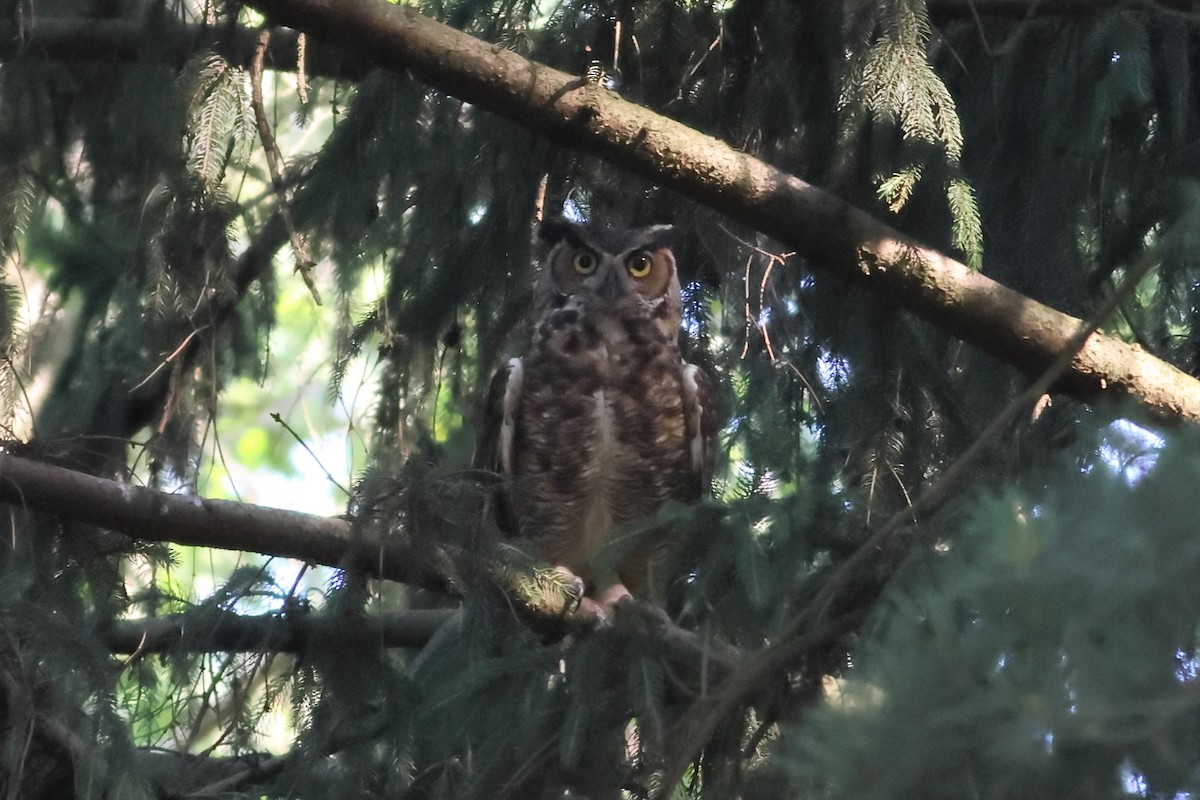 Great Horned Owl - ML620538915