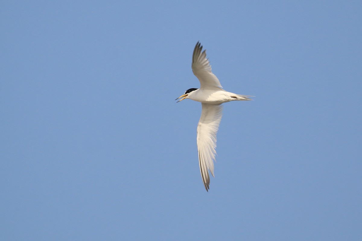 Saunders's Tern - ML620538926