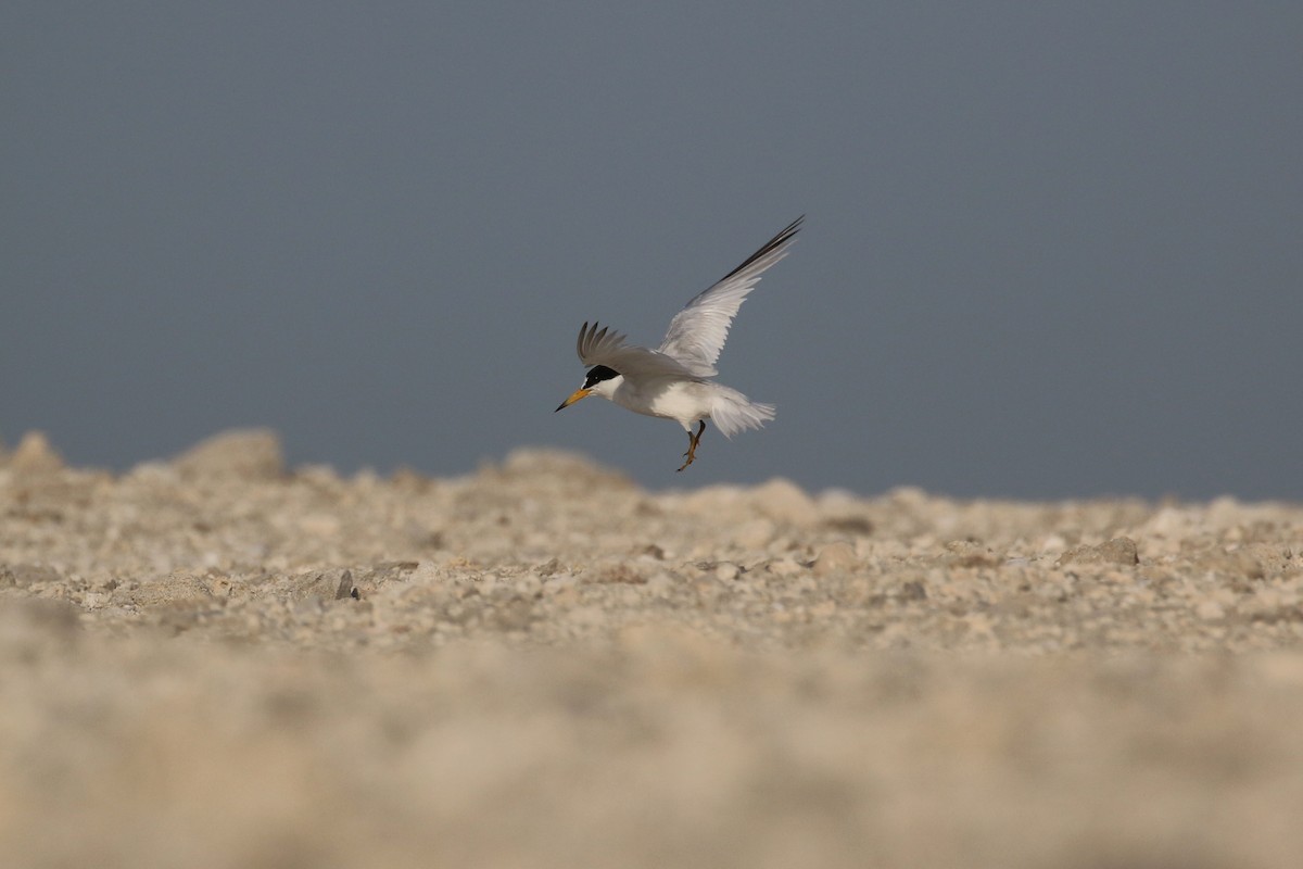 Saunders's Tern - Oscar Campbell