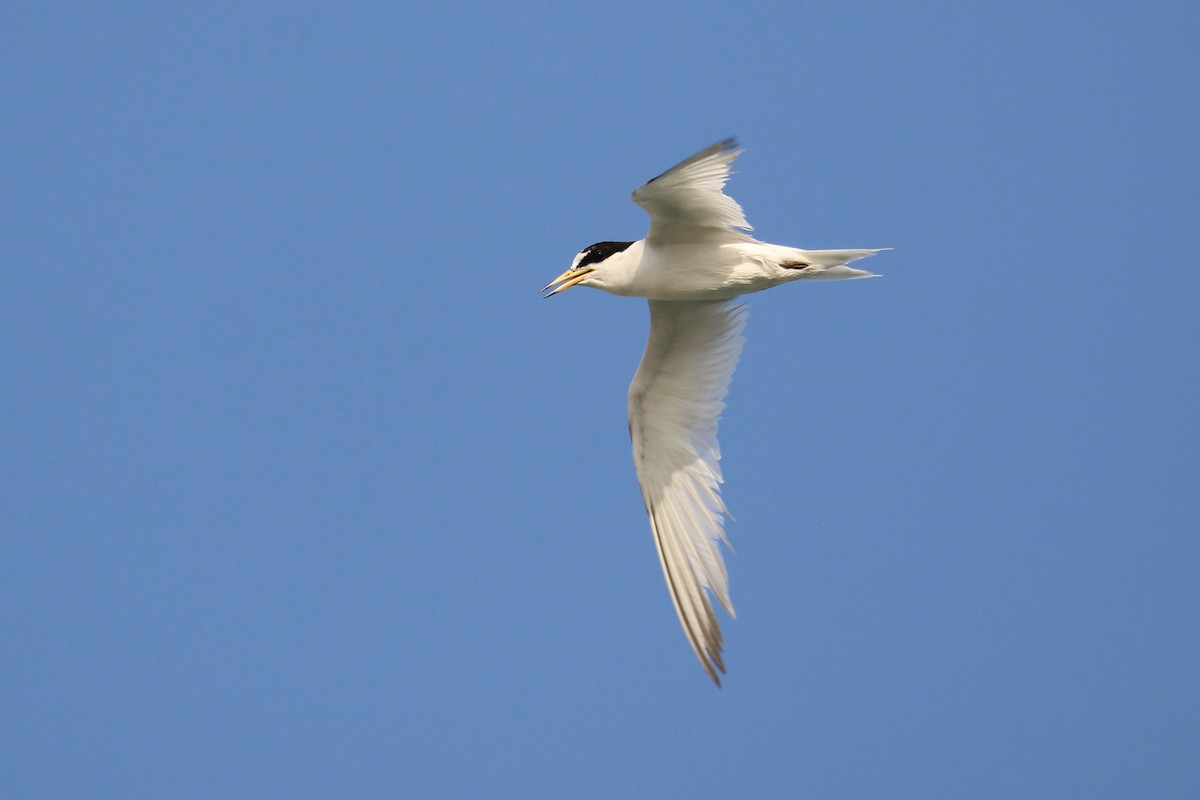 Saunders's Tern - ML620538929