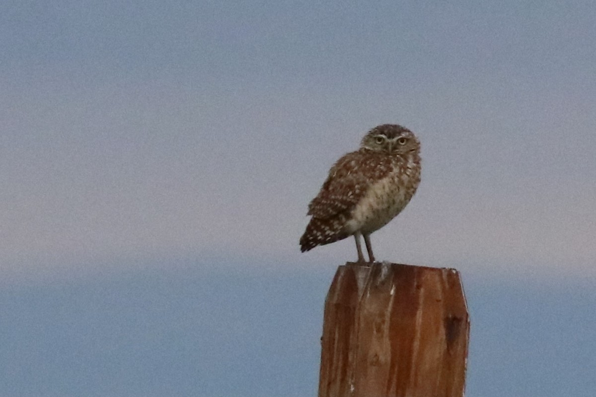 Burrowing Owl - ML620538931