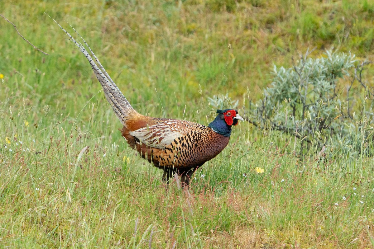 Ring-necked Pheasant - ML620538934