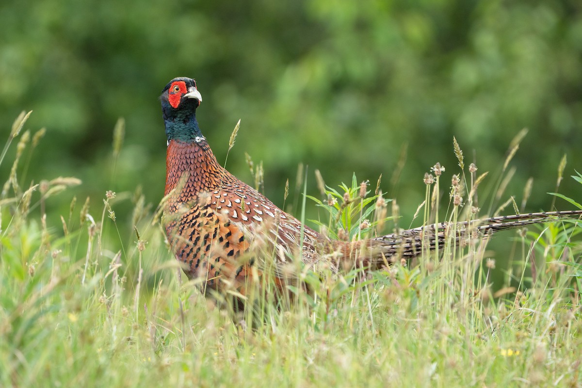 Ring-necked Pheasant - ML620538945